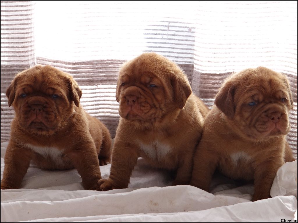de l'ombre du cheytan - !!!!Nouvelles photos des bébés!! Dans l'album " N"