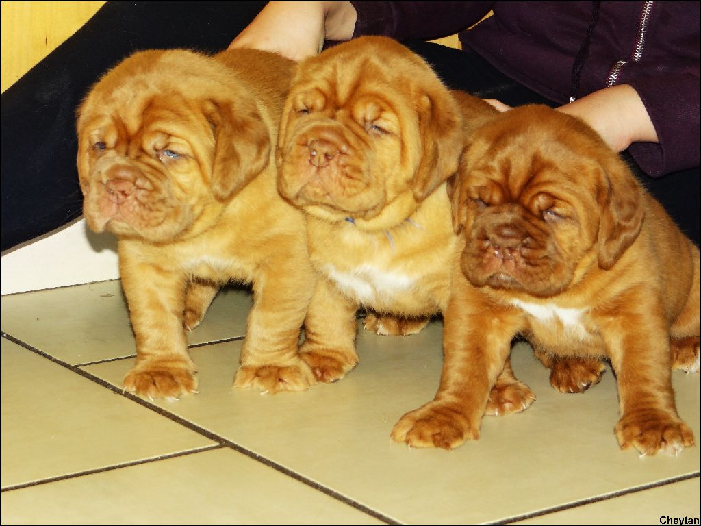 de l'ombre du cheytan - Photos des bébés à 4 semaines !!!!