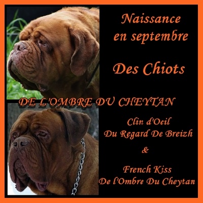de l'ombre du cheytan - Des CHIOTS sont attendus à l'élevage pour SEPTEMBRE !!!