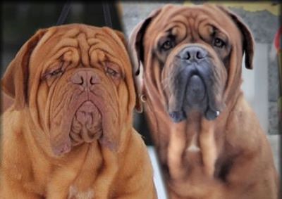 de l'ombre du cheytan - Photos des bébés dogues 2 semaines