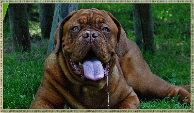 de l'ombre du cheytan - Hot Wheels Excellent classe jeune Dog Show Luxembourg !!!