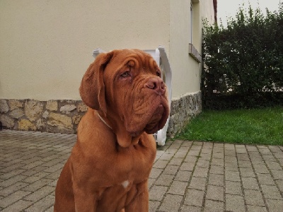 de l'ombre du cheytan - Google 1 er Très Prometteur Meilleur Puppy Ring d'honneur !!!