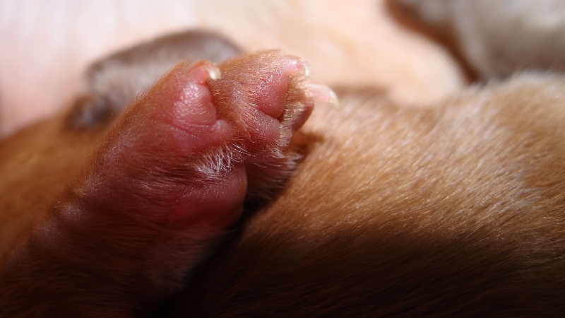 Evolution des bébés I